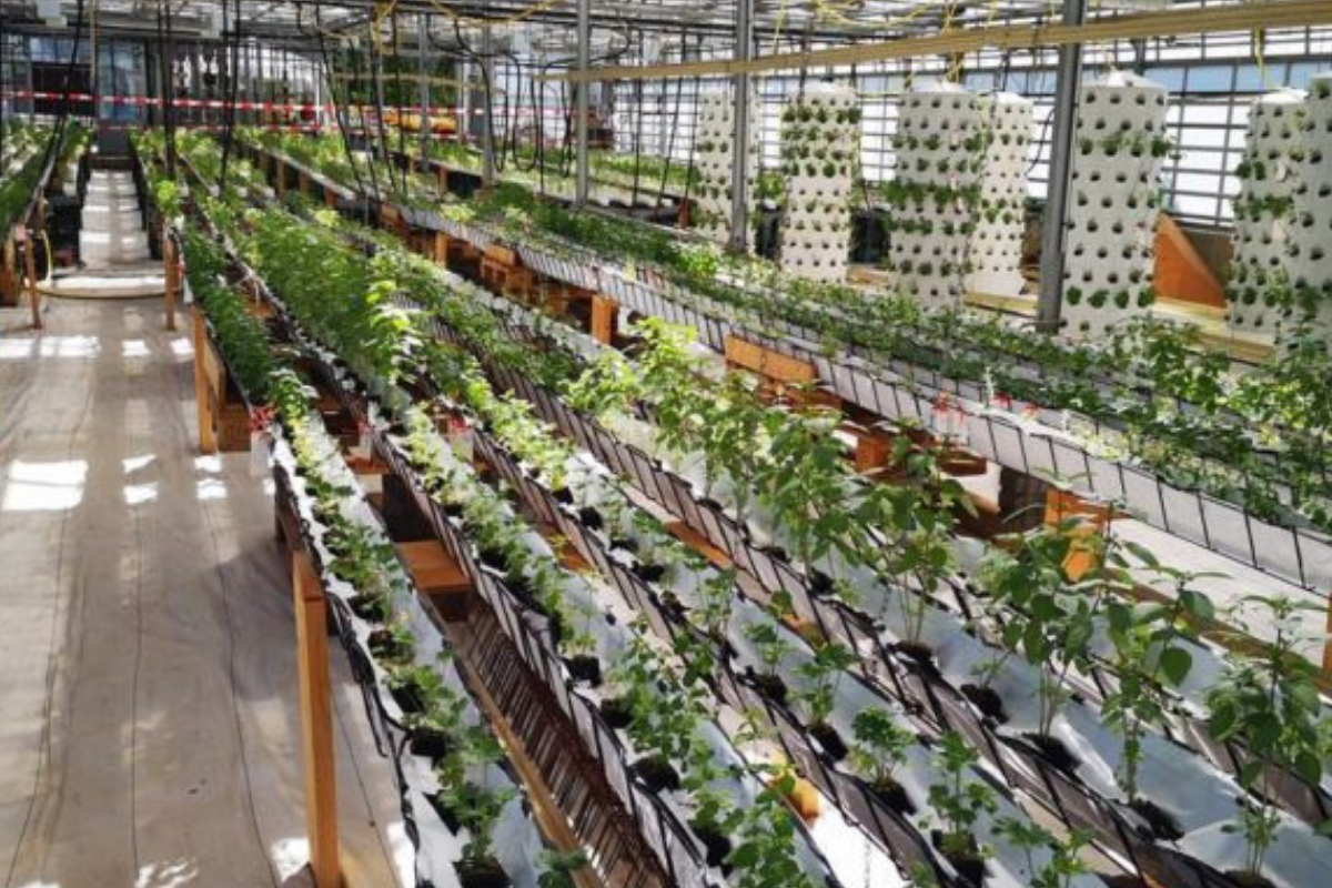 Green startups combat climate change